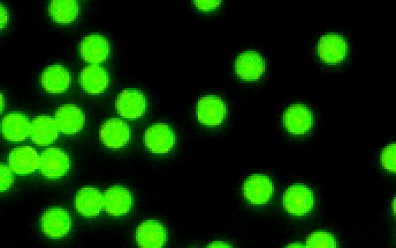 Low Molecular Weight Heparin for Molecular Weight Calibration (2nd International Standard). 05/112